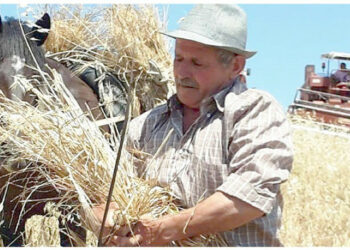 A Pallagorio si è svolta la VI^ edizione della “Festa della Mietitura”